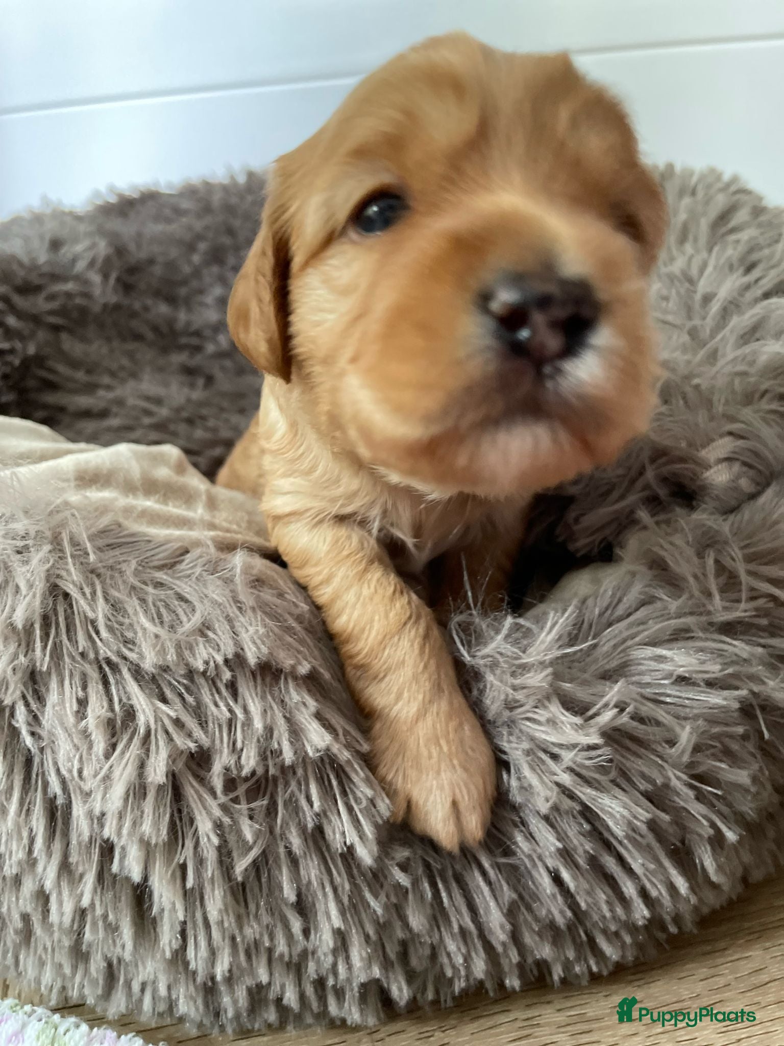 Australian Labradoodle honden te koop: Nestje Australian Labradoodles mini - Advertentie 11