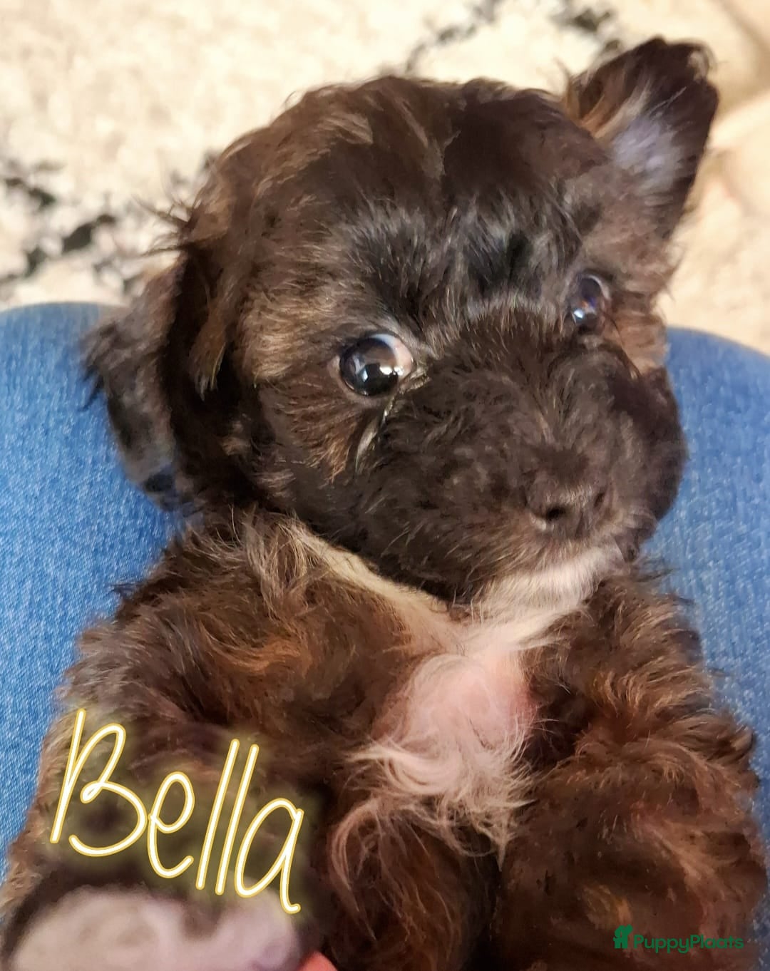 Maltipoo honden te koop: Maltipoo - Advertentie 17