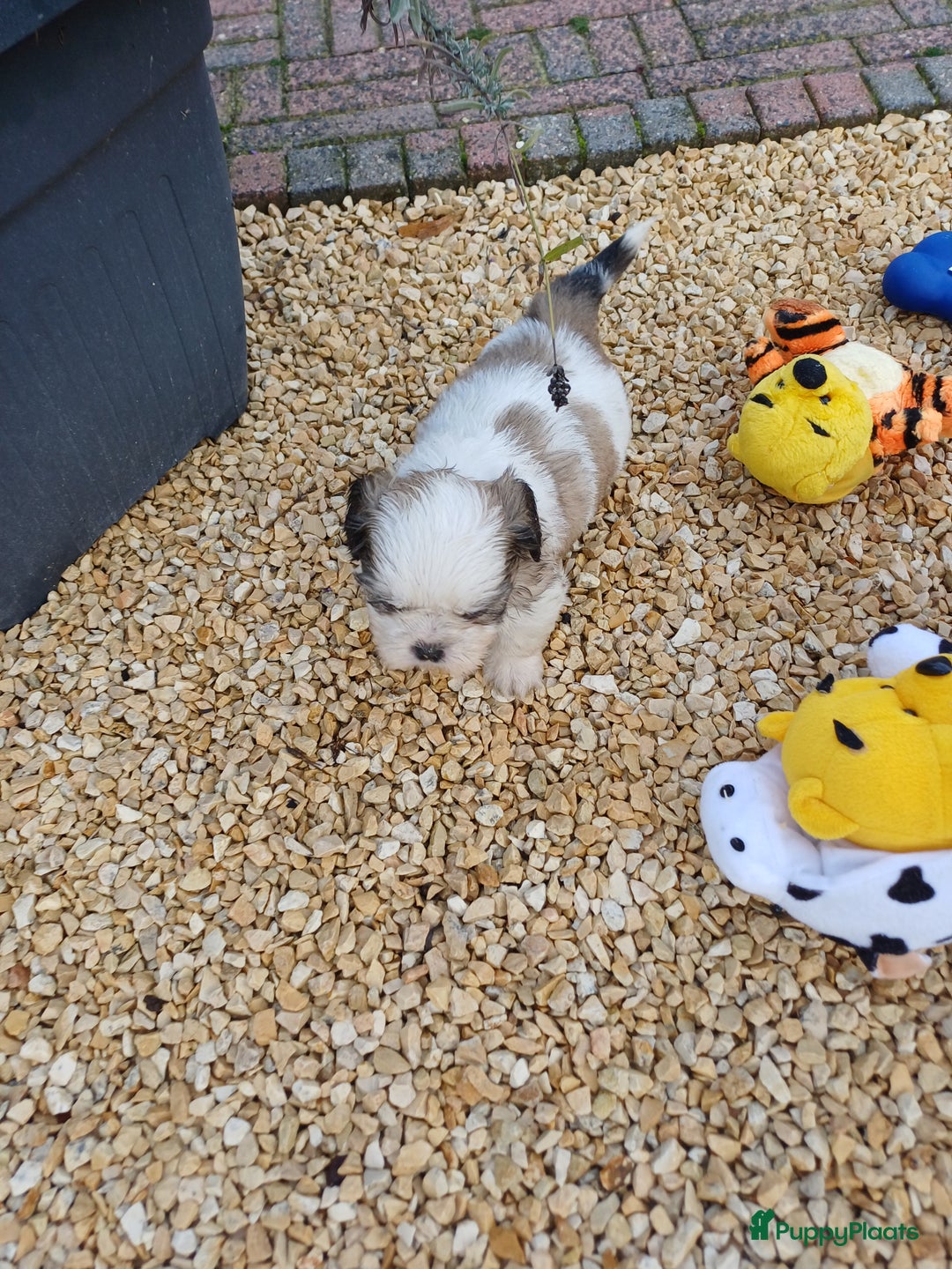 Shih Tzu honden te koop: leuke lieve ras zuiver shih tzu pups - Advertentie 23