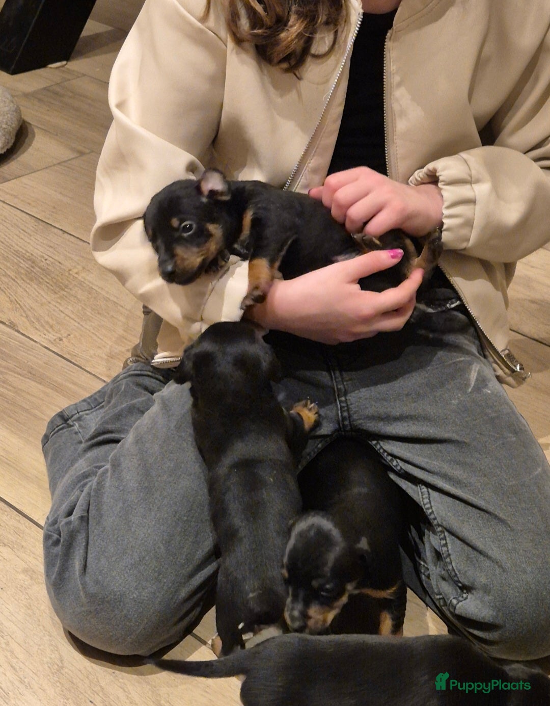 Jack Russel Terriër honden te koop: JACK RUSSEL PUPS - Advertentie 2