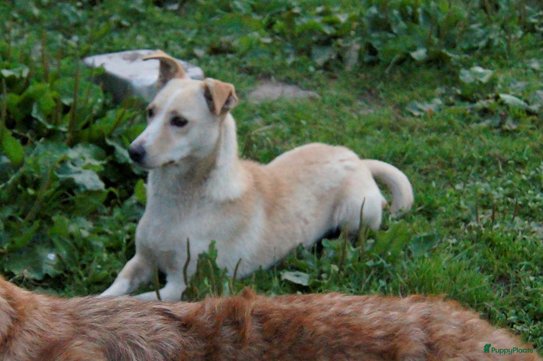 Kruising honden ter adoptie: maverick een zeer leuk hondje in Ridderkerk - Afbeelding 1