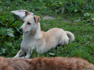 Kruising honden maverick een zeer leuk hondje in Ridderkerk - Advertentie 17