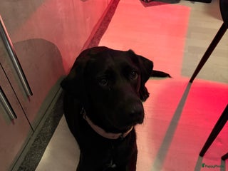 Kruising honden Labrador puppy’s - Advertentie 2