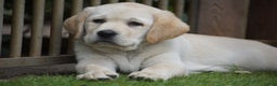 Labrador Retriever honden te koop: Authentieke Gele Labrador pups met Stamboom  - Advertentie 3