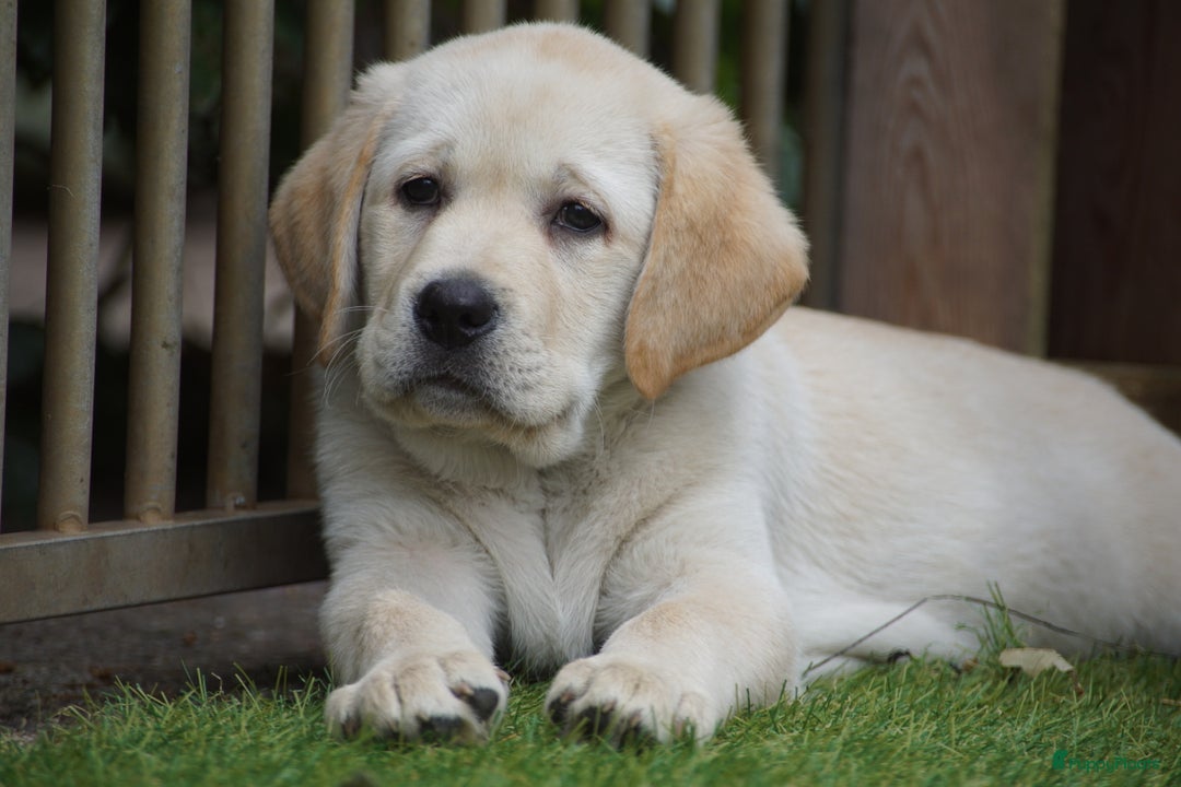 Labrador Retriever honden te koop: Authentieke Gele Labrador pups met Stamboom  - Advertentie 3