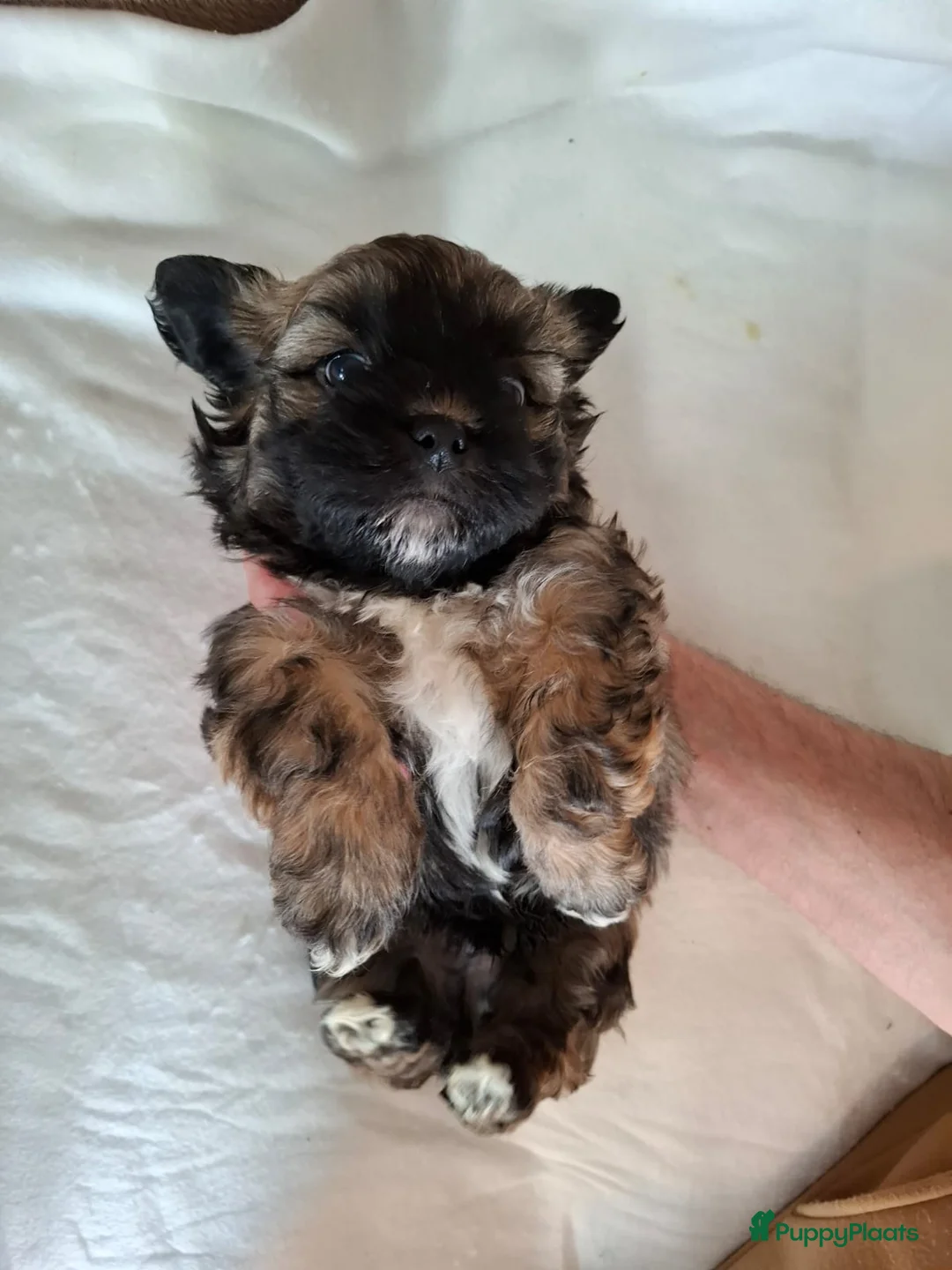 Kruising honden te koop: Mooi nestje boomerpups  - Advertentie 9