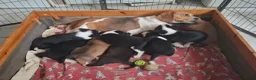 Kruising honden te koop: lieve kruising Beagle - Advertentie 9