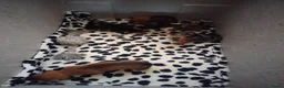 Jack Russel Terriër honden te koop: 5 leuke jack russel pups - Advertentie 15