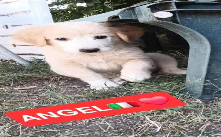 Kruising honden - Advertentie 13