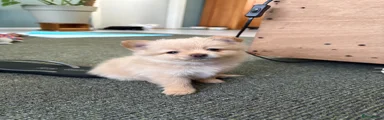 Blond teefje 