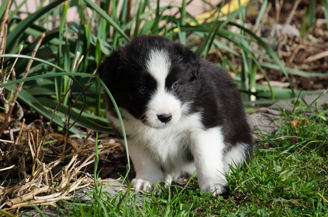 Border Collie honden te koop: Border collie puppies geboren op boerderij (BE) - Advertentie 16