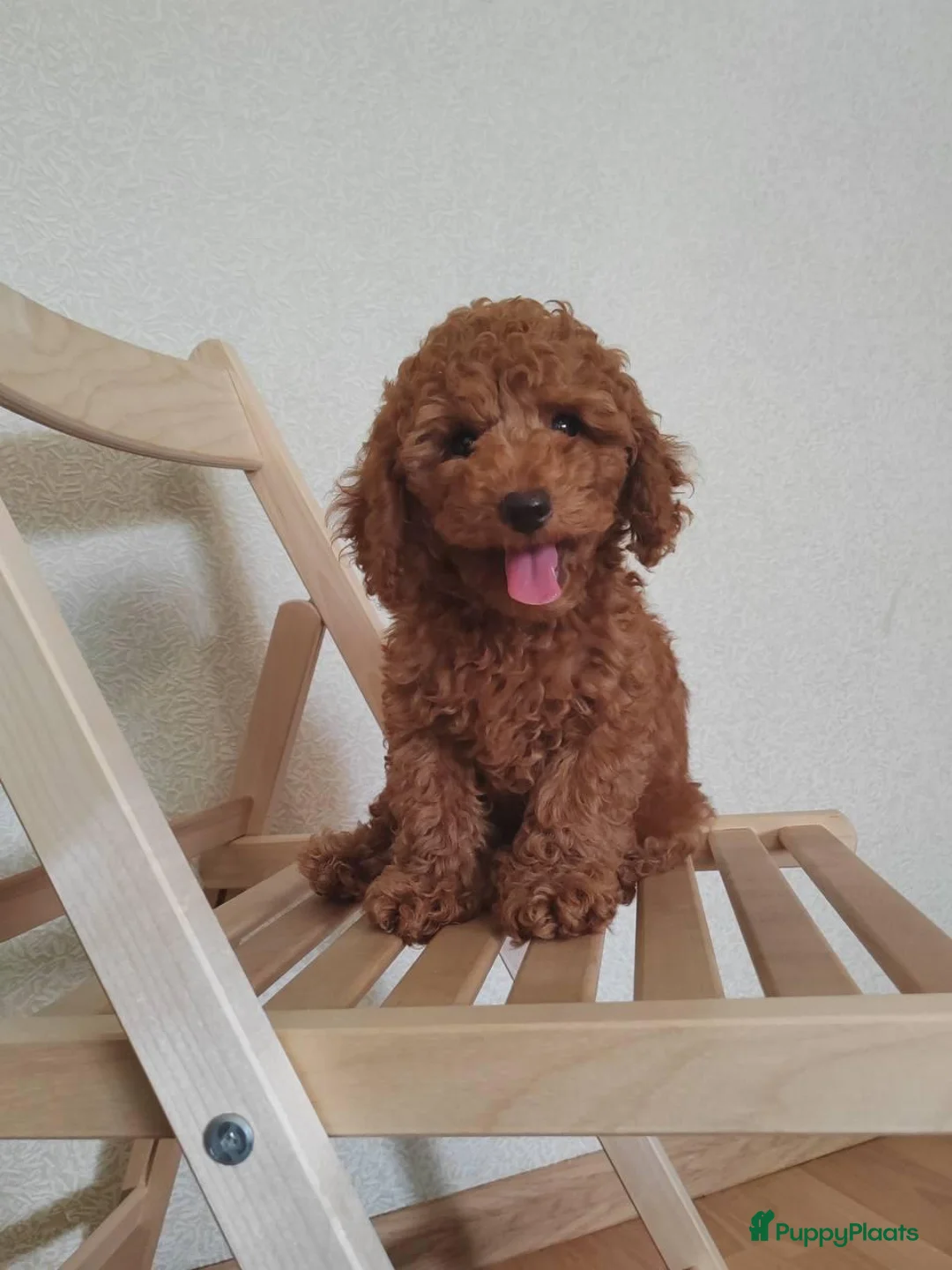 Poedel Toy honden te koop: Toypoedel pups zoeken  - Advertentie 4