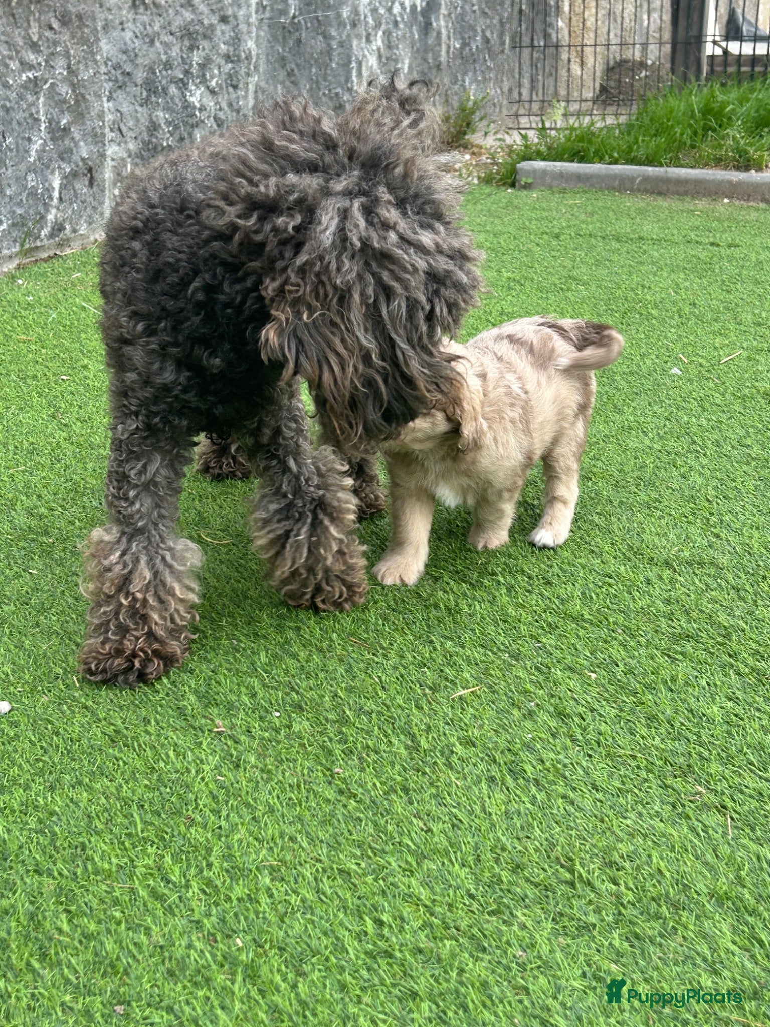 Kruising honden Aussiedoodle pupjes  - Advertentie 1