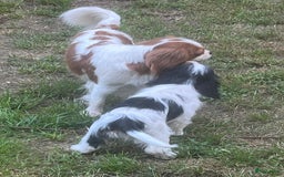 Cavalier King Charles Spaniel honden te koop: Cavalier King Charles Spaniel in Makkinga - Afbeelding 25