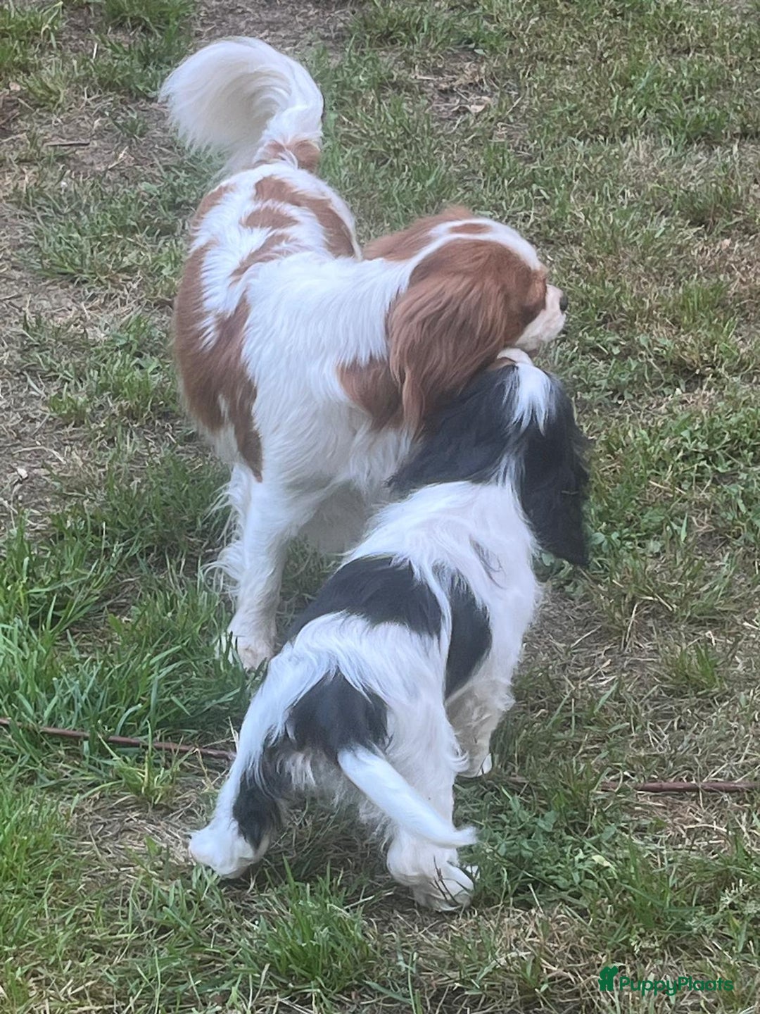 Cavalier King Charles Spaniel honden te koop: Cavalier King Charles Spaniel in Makkinga - Afbeelding 25