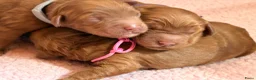 Australian Labradoodle honden te koop:  Australiën Labradoodle (medium) pups - Advertentie 3