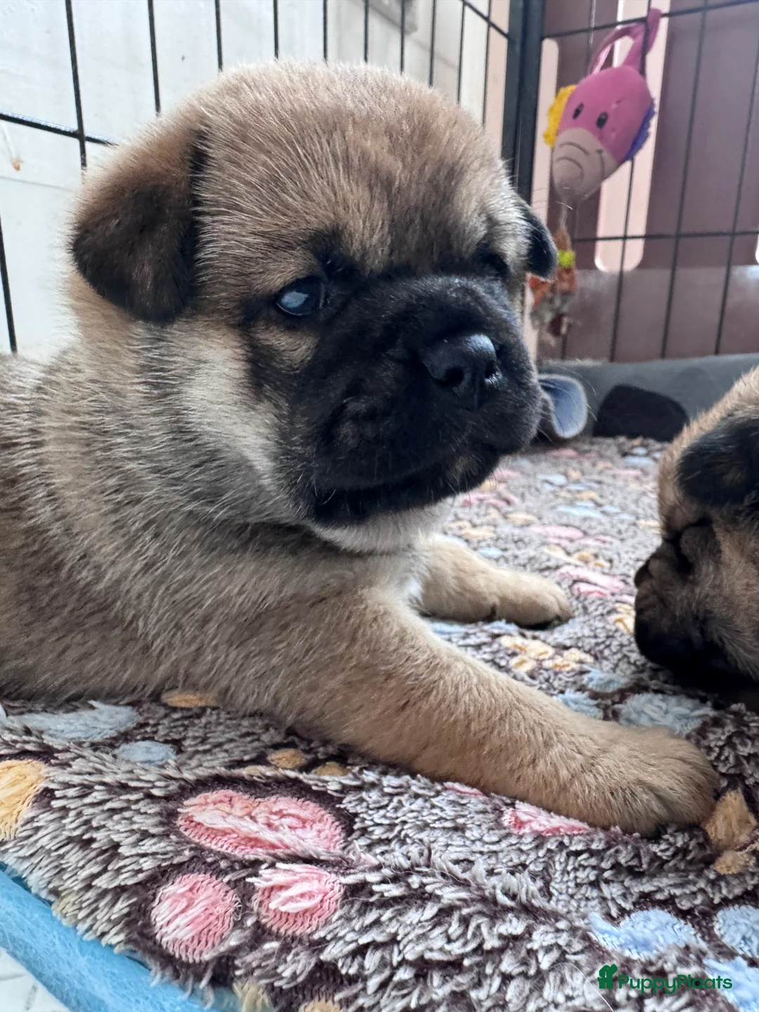 Retromops honden te koop: Prachtige retromopsjes - Advertentie 1