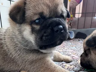 Retromops honden Prachtige retromopsjes - Advertentie 16