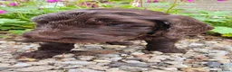 Australian Labradoodle honden te koop: Labradoodle pups - Advertentie 12