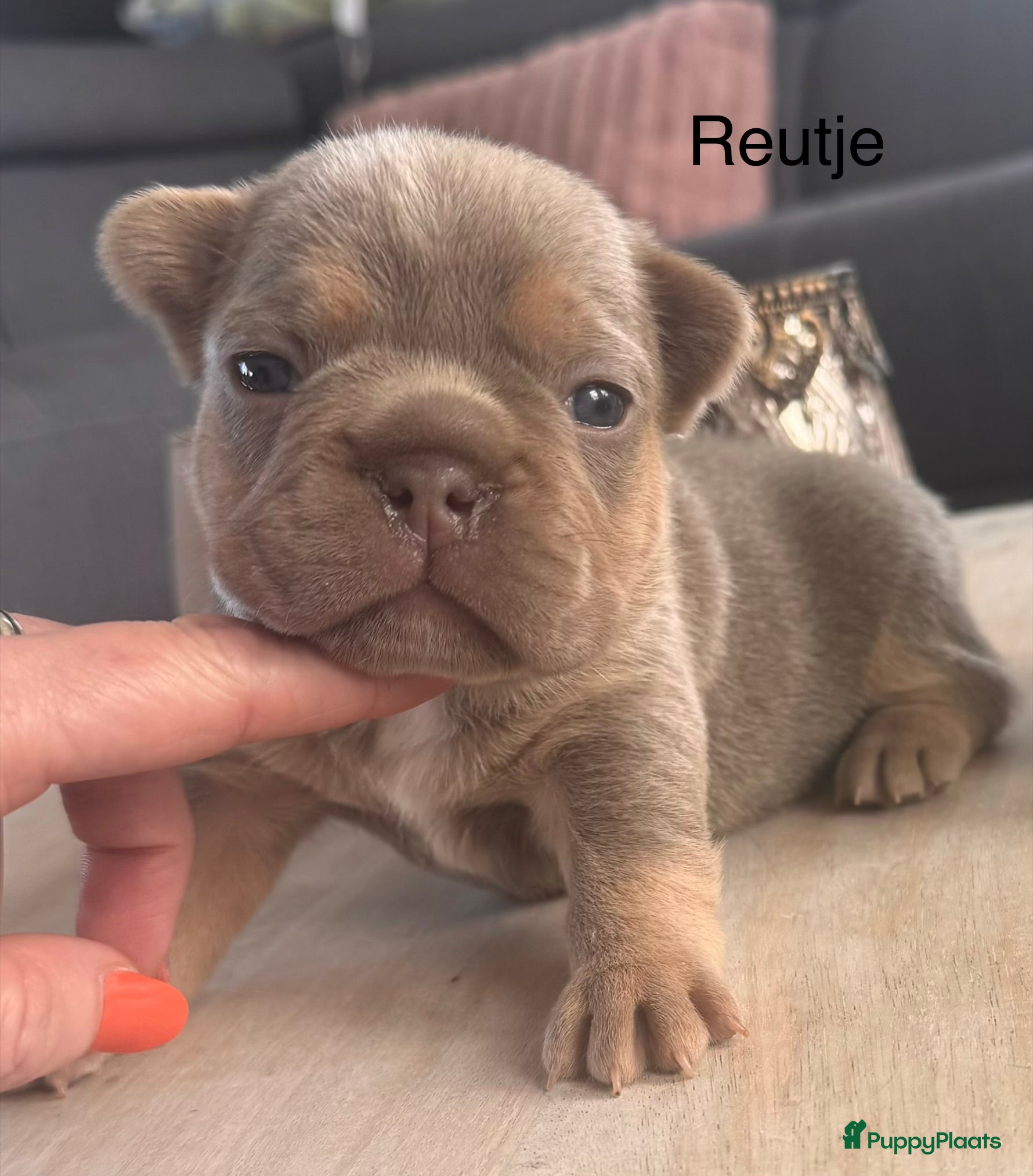 Franse Bulldog honden Prachtig Isabella cherrytan Franse bulldog pups - Advertentie 4
