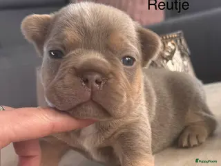 Franse Bulldog honden Prachtig Isabella cherrytan Franse bulldog pups - Advertentie 4