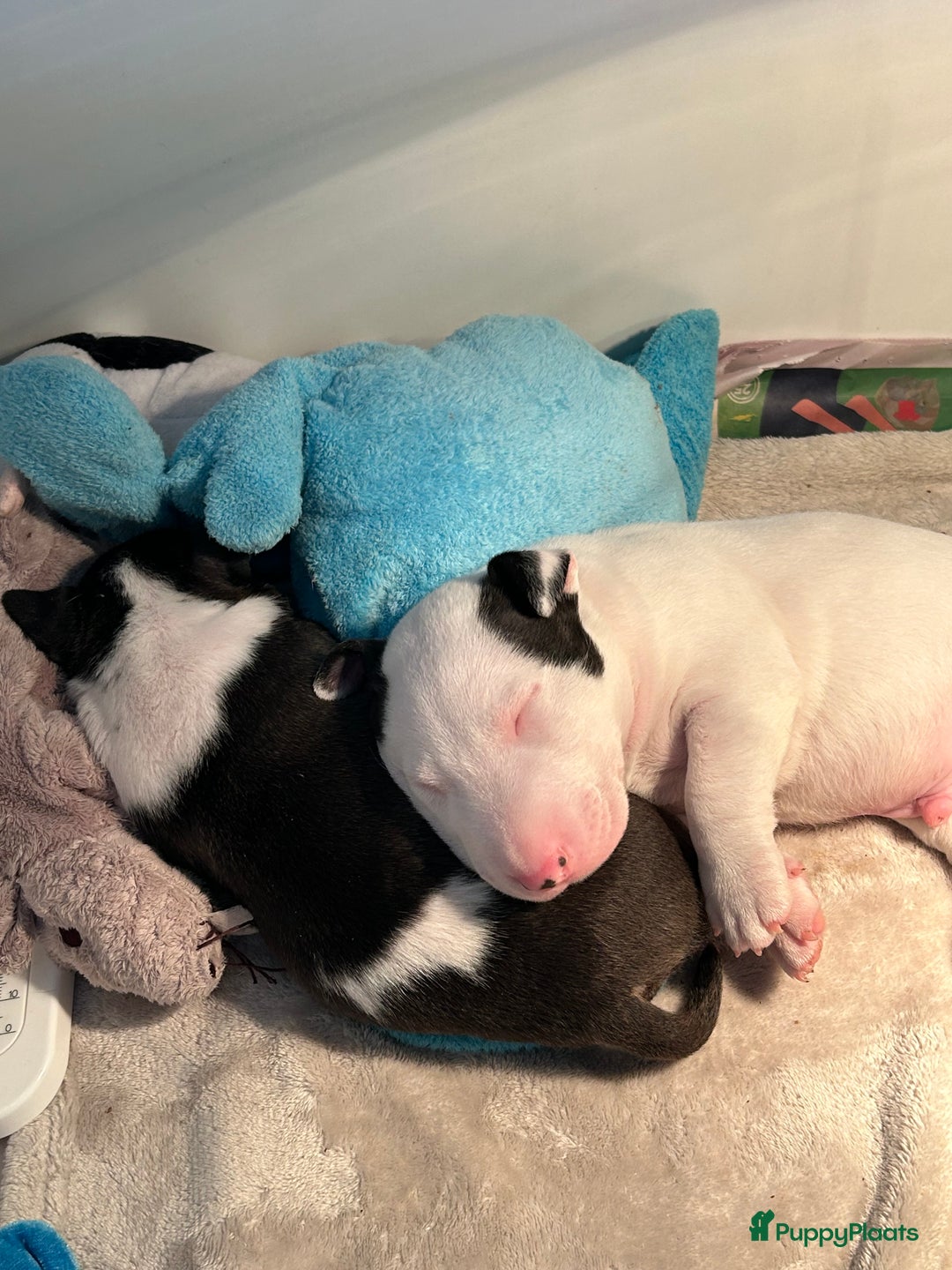 Bull Terriër honden te koop: Mini bull terriër met stamboom raad van beheer  - Advertentie 3