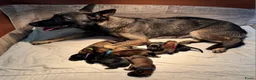 Mechelse Herder honden te koop: Mechelse herder pups - Advertentie 11