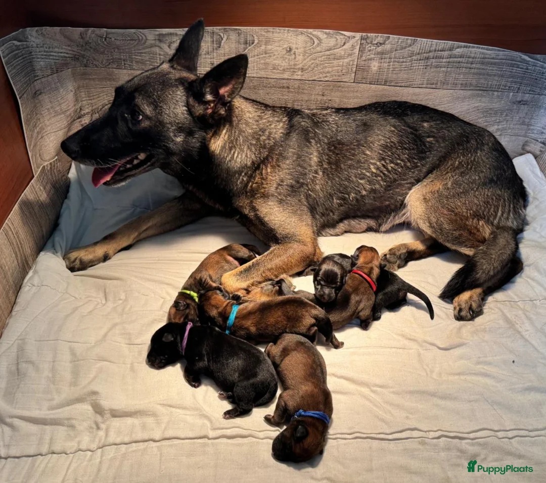 Mechelse Herder honden te koop: Mechelse herder pups - Advertentie 11