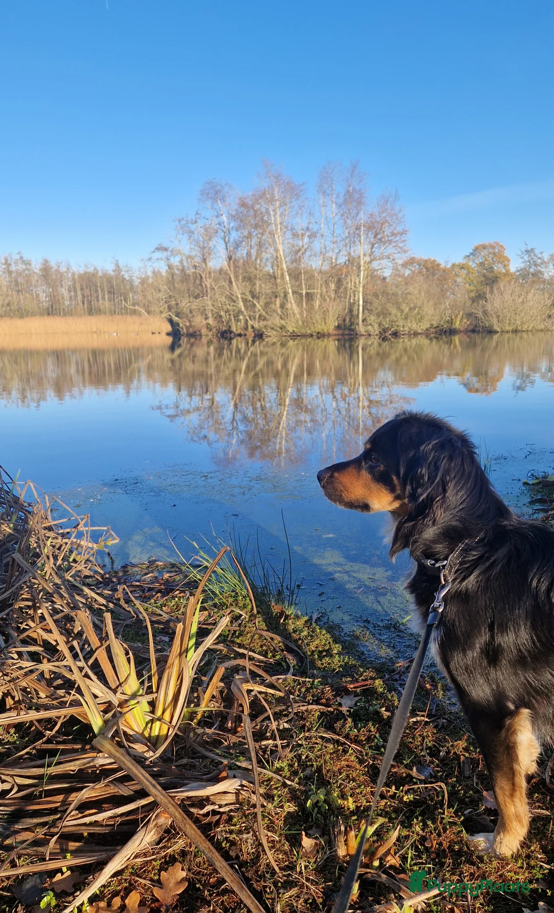 Galerij afbeelding {{count}}