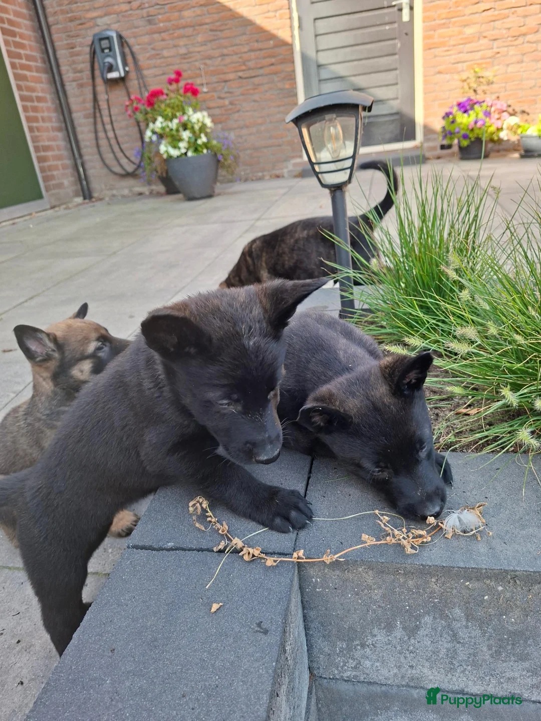 Hollandse Herder honden te koop: Hollandse herder pups - Advertentie 1
