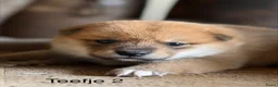 Shiba honden te koop: Bijzondere Shiba inu puppies - Advertentie 3