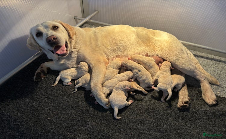 Labrador Retriever honden - Advertentie 15