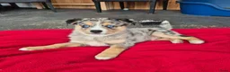 Kruising honden te koop: Mini Australian shepherd pup reutje  - Advertentie 7