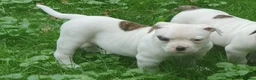 Amerikaanse Bulldog honden te koop: 2 prachtige reutjes uit mooie combinatie - Advertentie 8