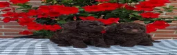 Poedel Toy honden te koop: schitterende donkerbruine toypoedel pups - Advertentie 11
