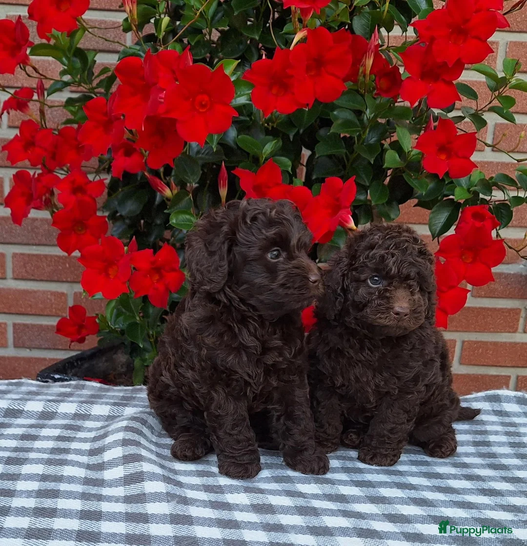 Poedel Toy honden te koop: schitterende donkerbruine toypoedel pups - Advertentie 11