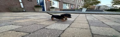 Jack Russel Terriër 1