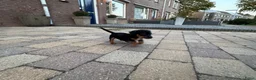 Jack Russel Terriër honden te koop: Jack Russell puppy’s zoeken een fijn thuis - Advertentie 4