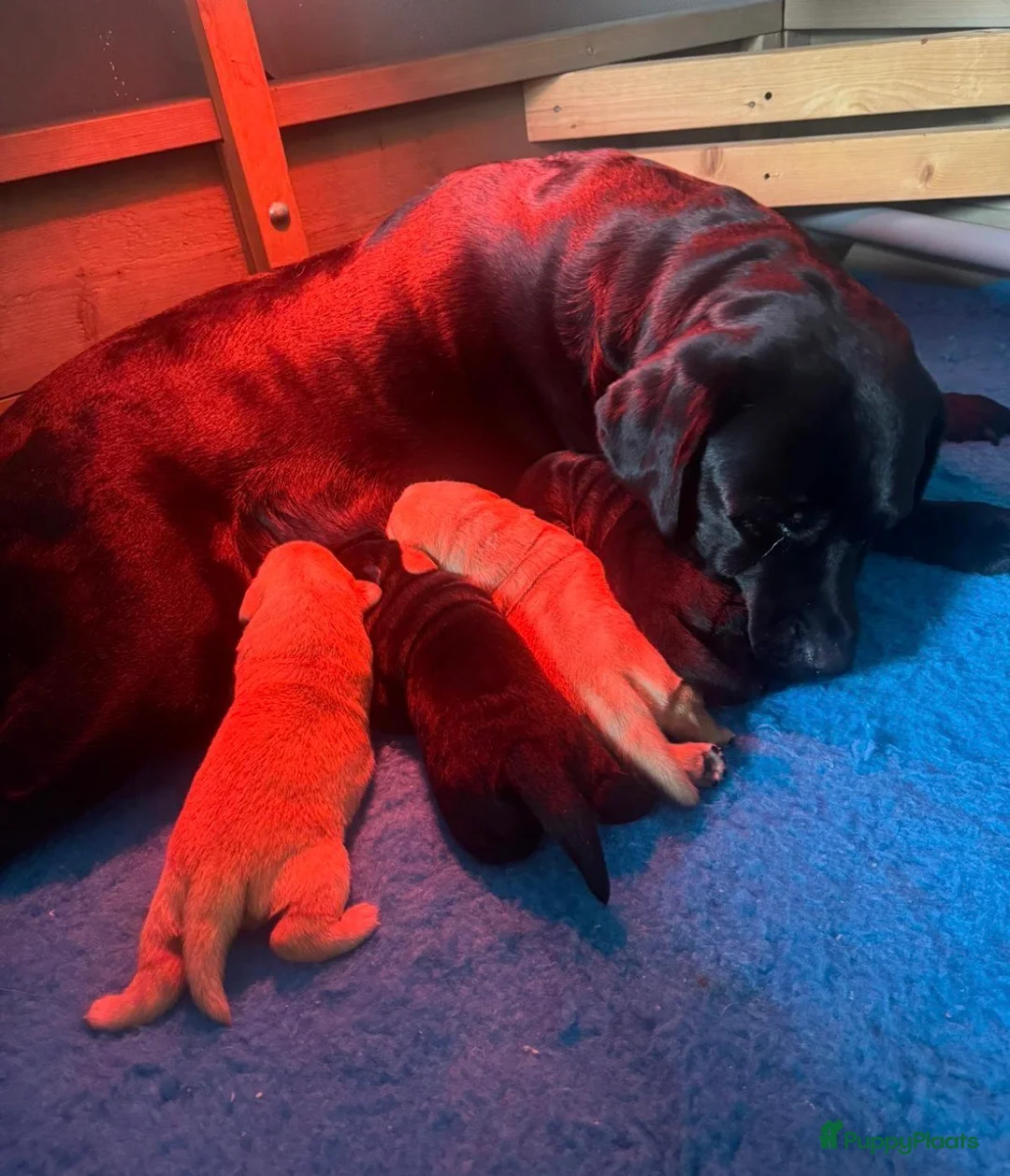 Labrador Retriever honden te koop: NEST AANKONDIGING LABRADOR PUPS - Advertentie 7
