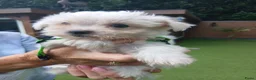 Boomer honden te koop: Prachtige boomer pups uit 1 malig gelegenheid nest - Advertentie 24