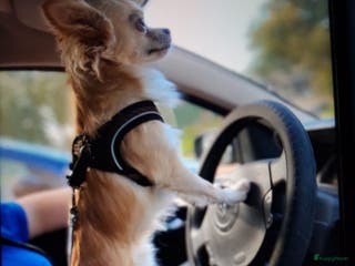 Chihuahua honden Super mooie dekreu chiuahua in Bunschoten-Spakenburg - Advertentie 3