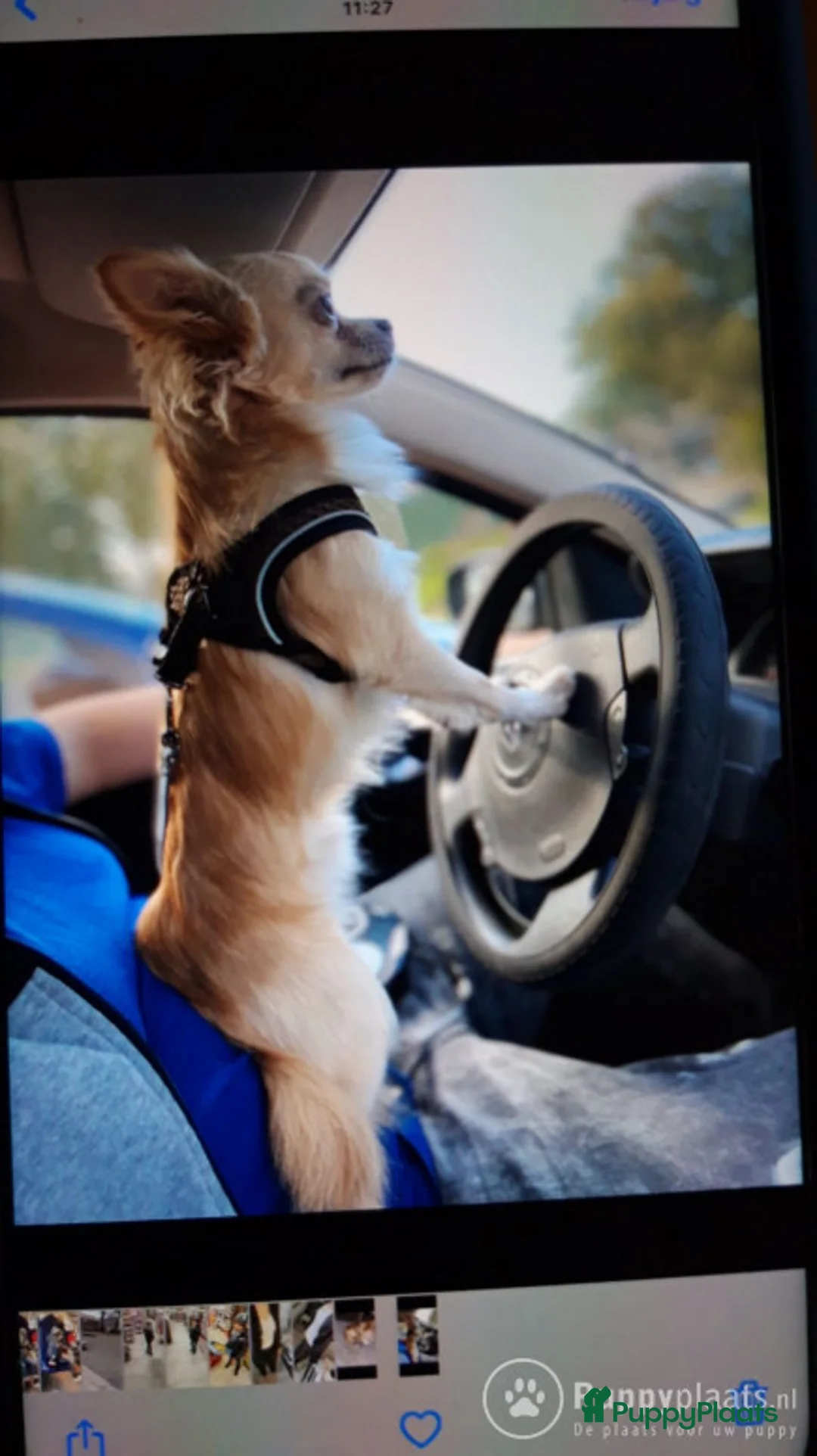 Chihuahua honden ter dekking: Super mooie dekreu chiuahua in Bunschoten-Spakenburg - Advertentie 1