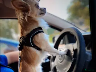 Chihuahua honden Super mooie dekreu chiuahua in Bunschoten-Spakenburg - Advertentie 4