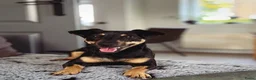 Jack Russel Terriër honden te koop: Prachtige Black & Tan Jack Russell pups in Sumar - Advertentie 2