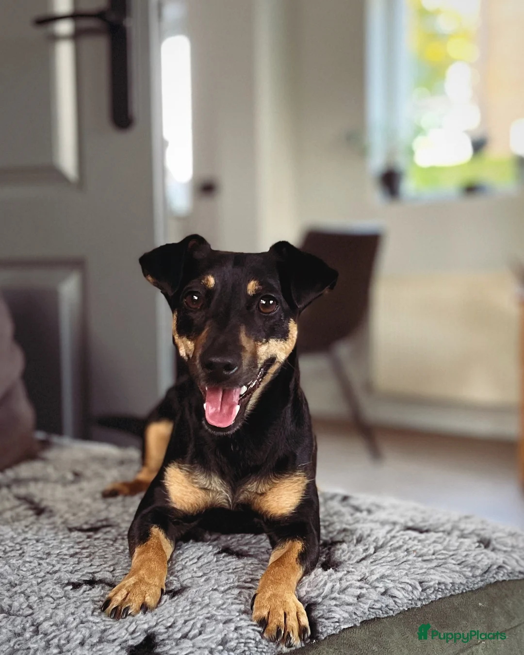 Jack Russel Terriër honden te koop: Prachtige Black & Tan Jack Russell pups in Sumar - Advertentie 2