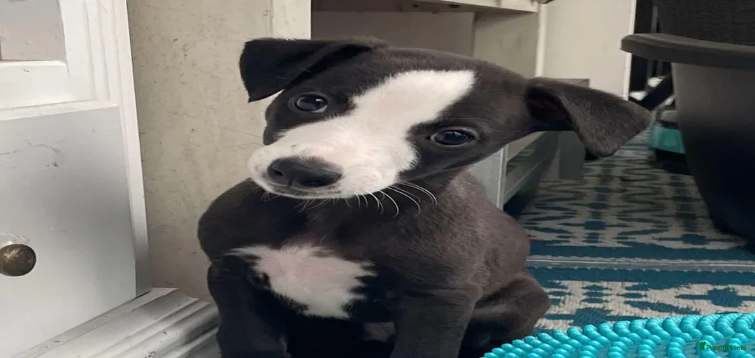 Galerij afbeelding {{count}}