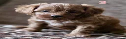 Maltipoo honden te koop: Maltipoo pup  - Advertentie 14