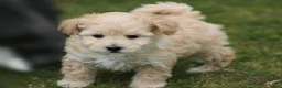 Maltipoo honden te koop: Knappe maltipoo pups. - Advertentie 12