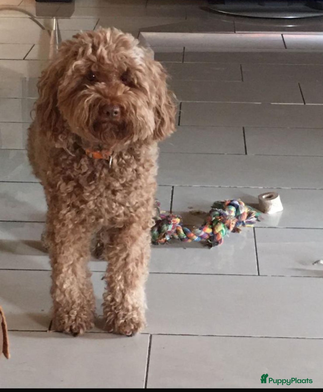 Australian Labradoodle honden te koop: Labradoodle medium ( Australian ) - Advertentie 3