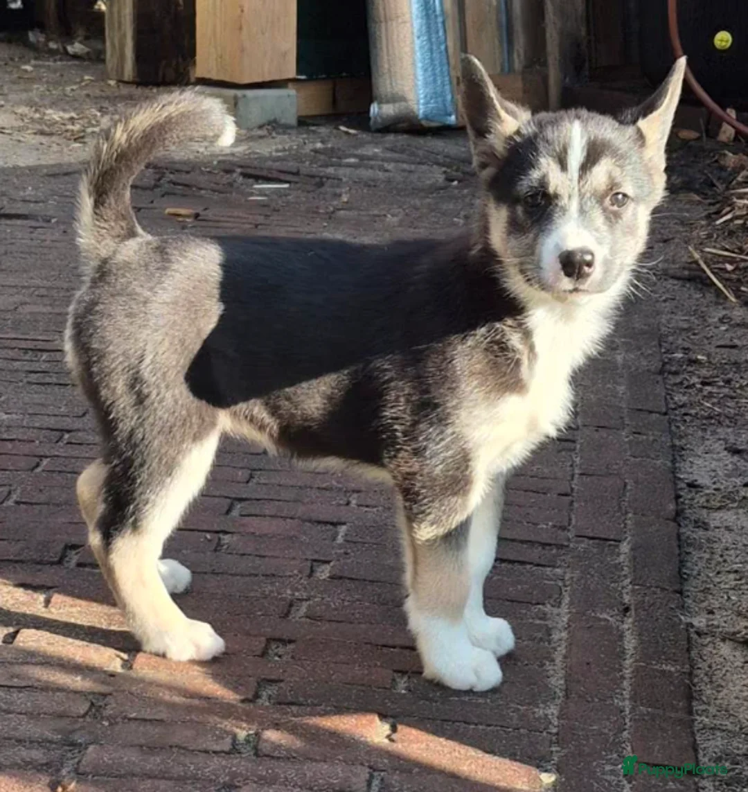 Siberische Husky honden te koop: Lieve Husky Pup zoekt een fantastisch huisje! - Advertentie 4